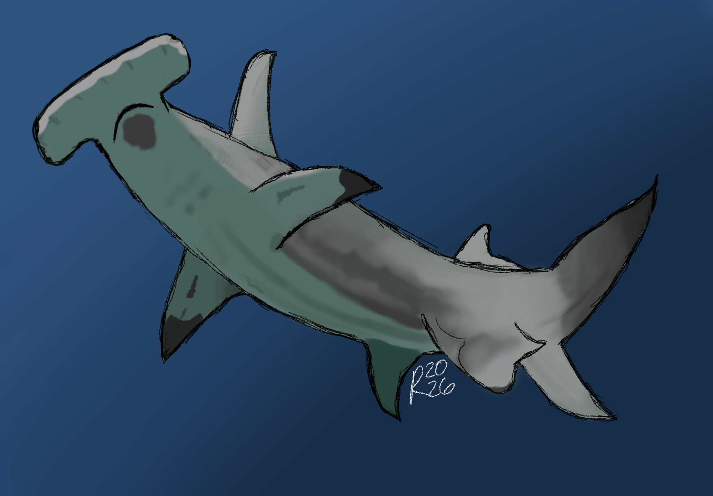 Hammerhead Shark Drawing