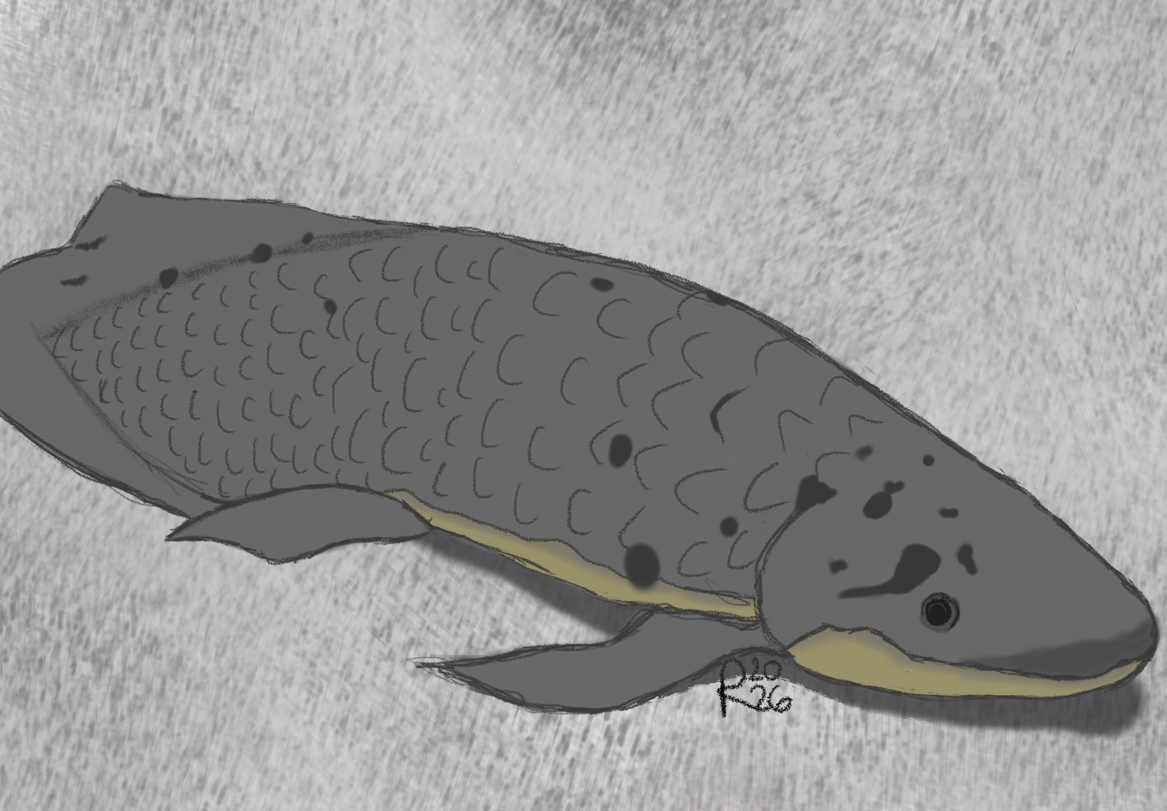 Lungfish Drawing