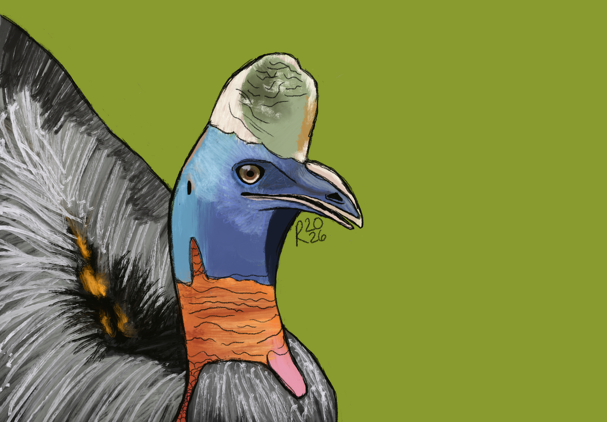 Northern Cassowary Drawing