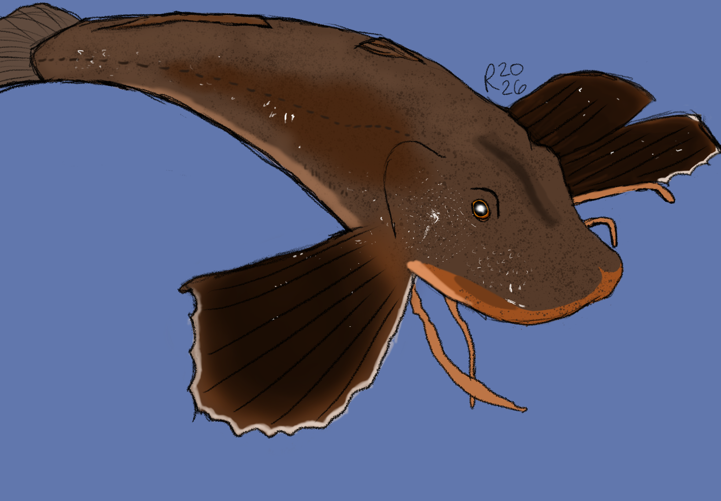 Northern Sea Robin Drawing