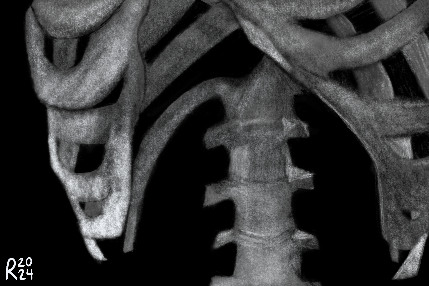 Rib Skeleton Drawing