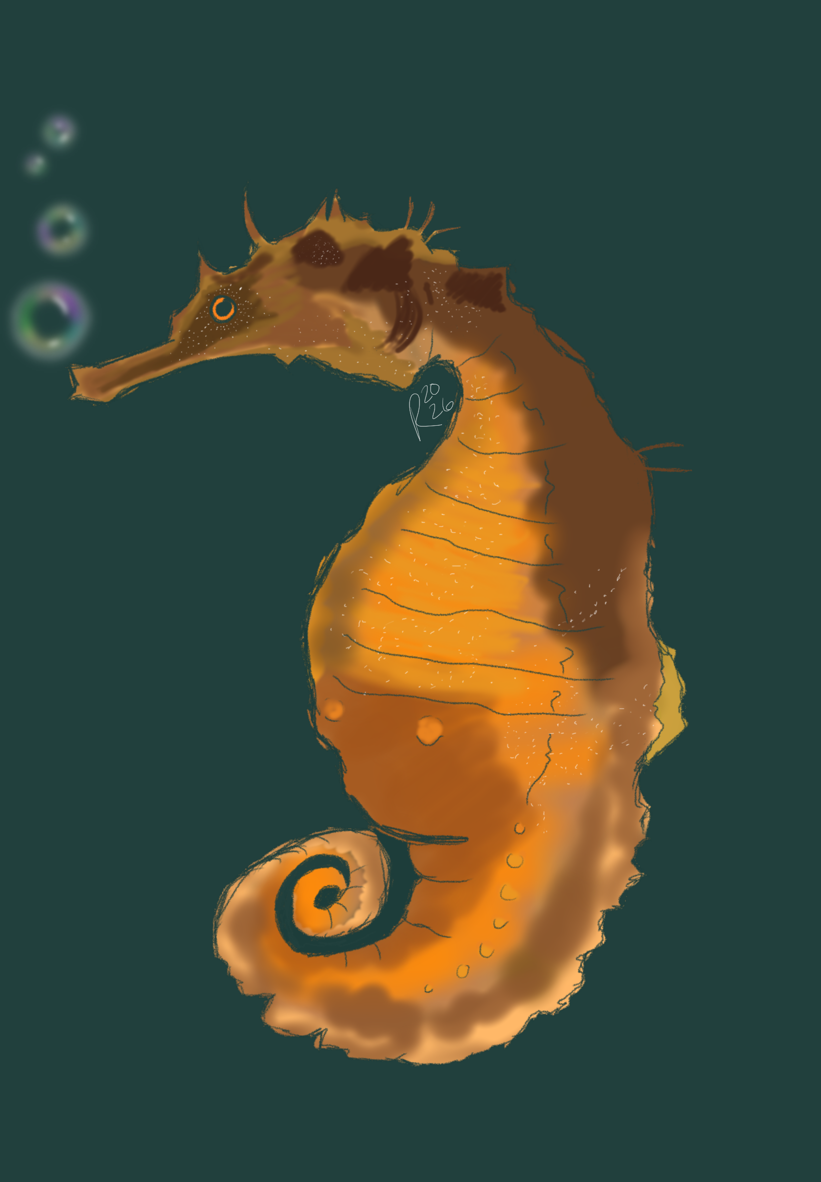 Seahorse Drawing