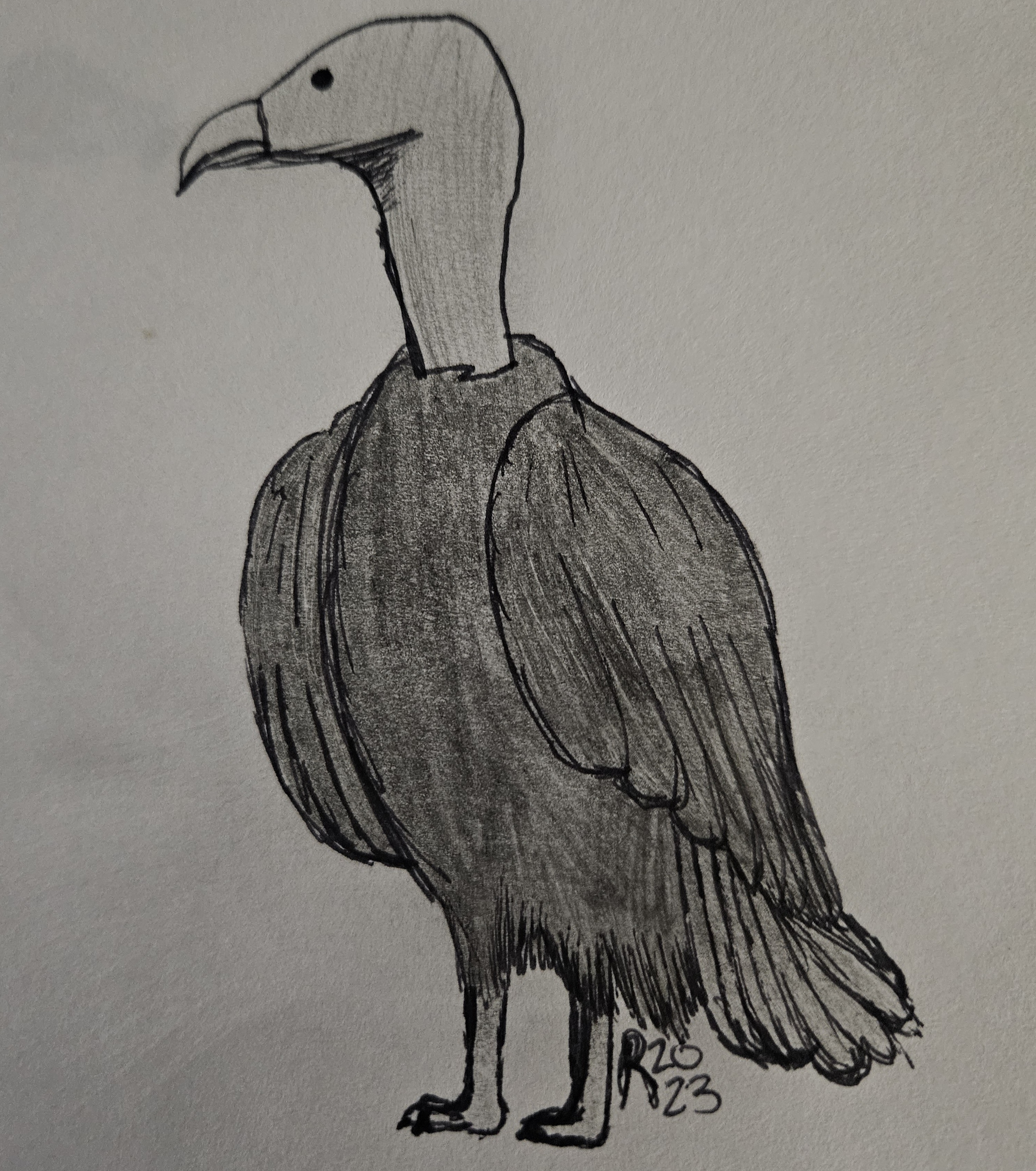 vulture sketch